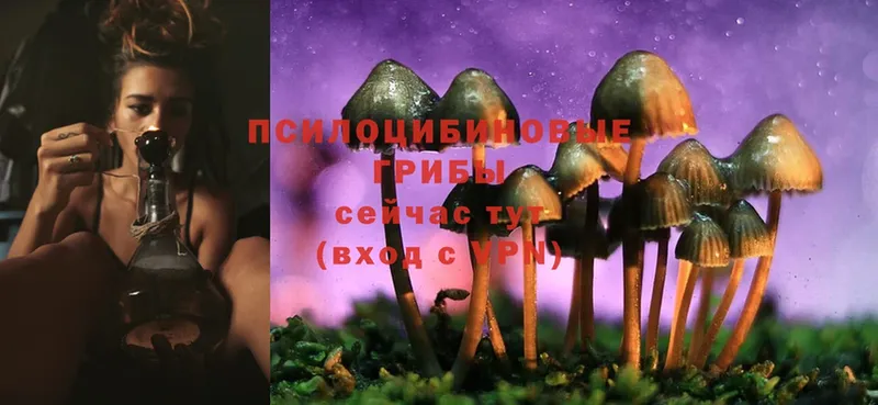 Псилоцибиновые грибы Cubensis  Бежецк 